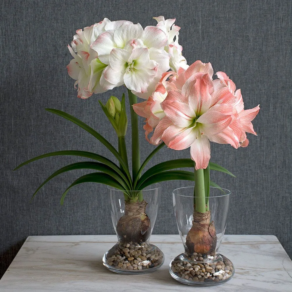 growing amaryllis in water