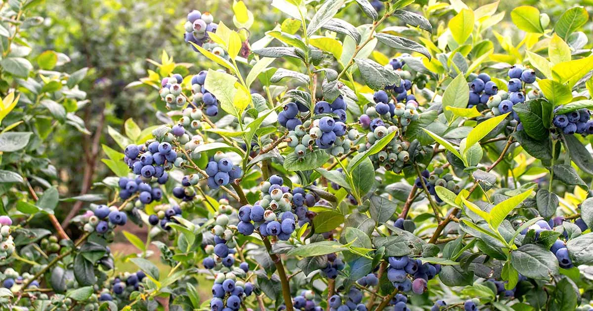 growing blueberries