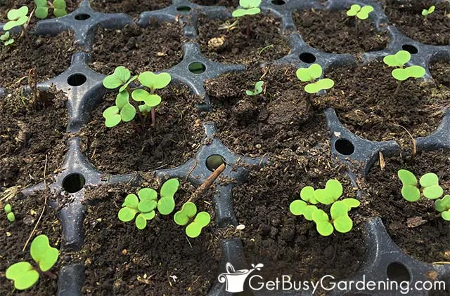growing broccoli from seed