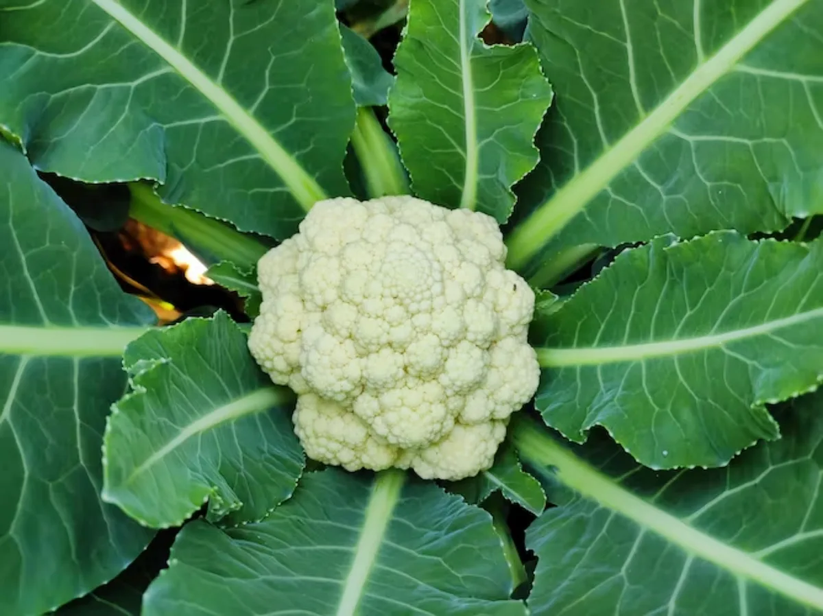 growing cauliflower