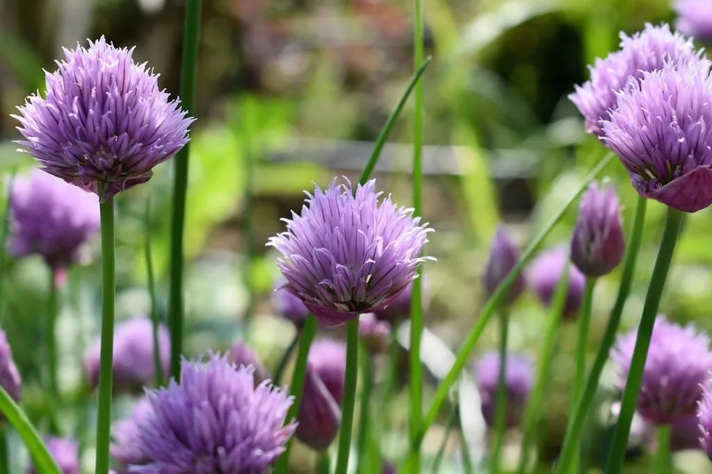 growing chives