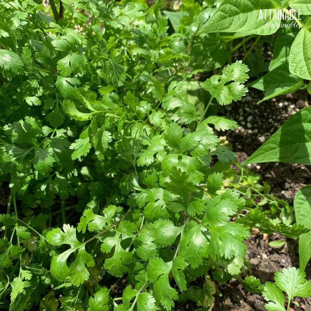 growing cilantro