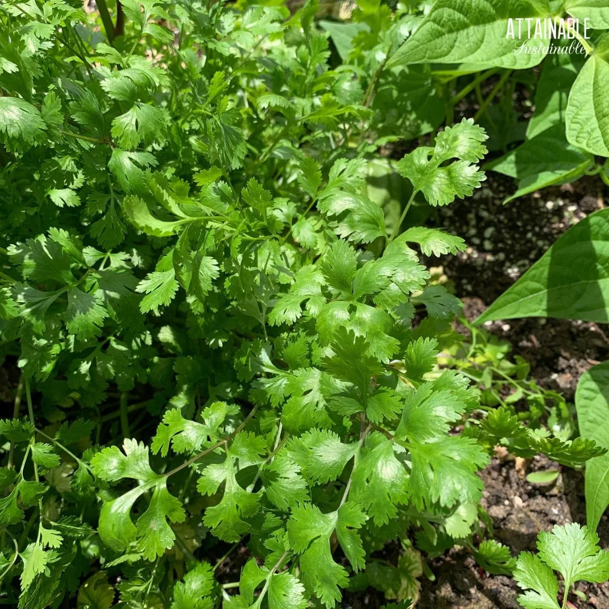 growing cilantro