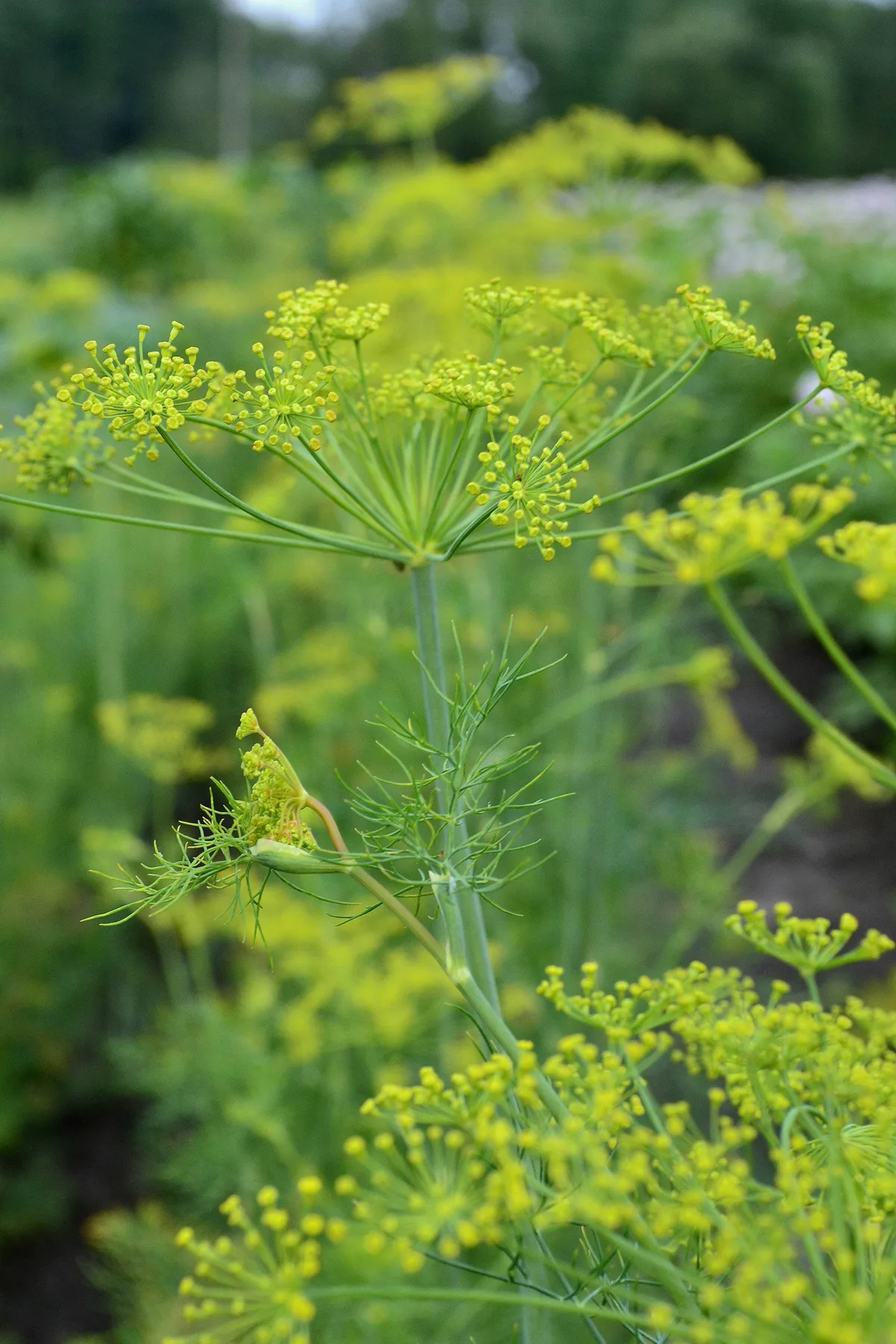 growing dill