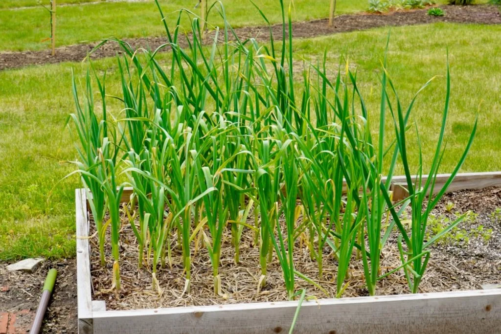growing garlic