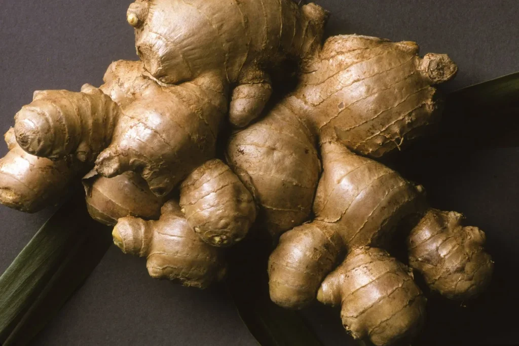 growing ginger