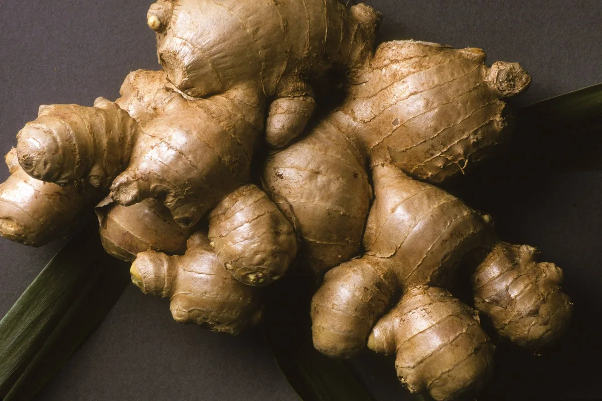 growing ginger