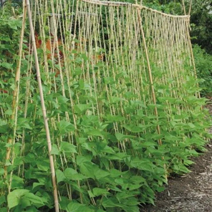 growing green beans