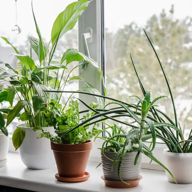 growing indoor plants