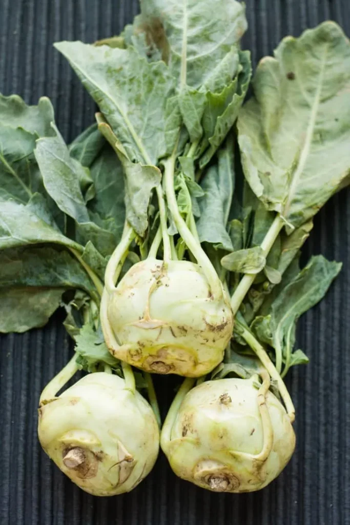 growing kohlrabi