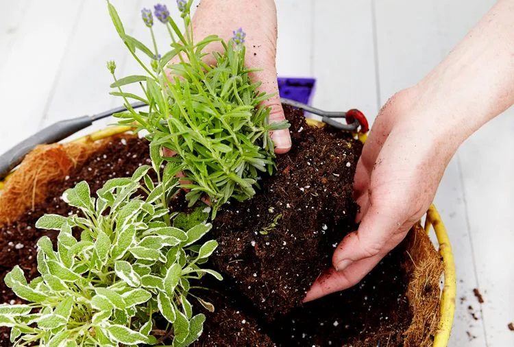 growing lavender from seed