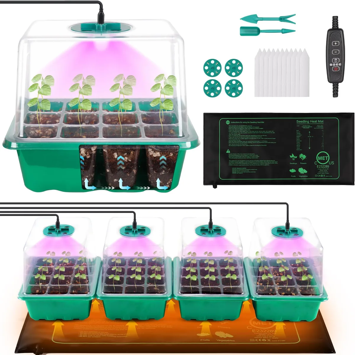 growing lettuce from seed