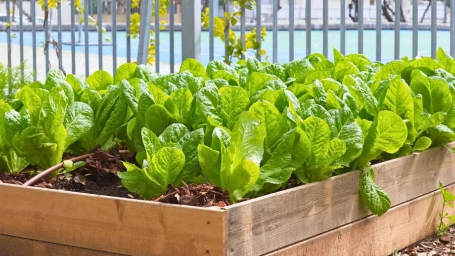 growing lettuce