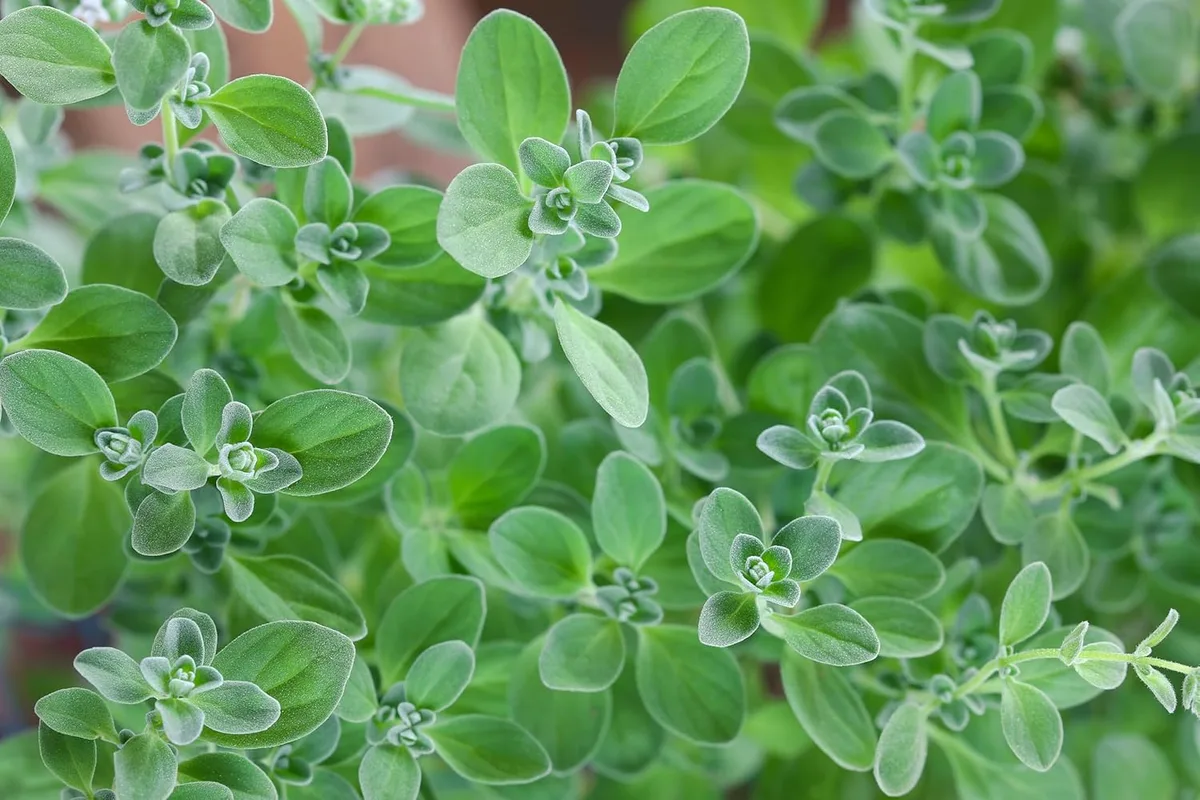 growing marjoram