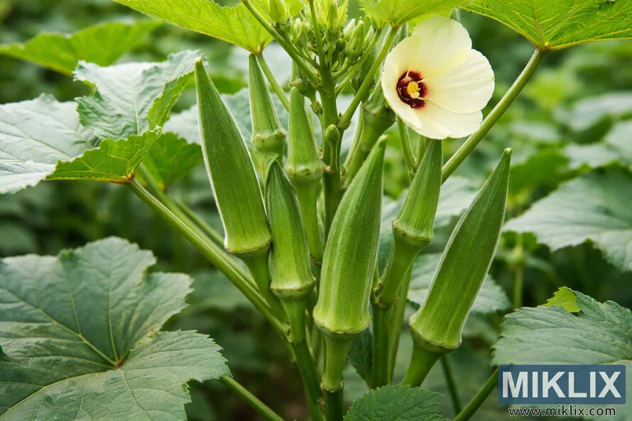 growing okra
