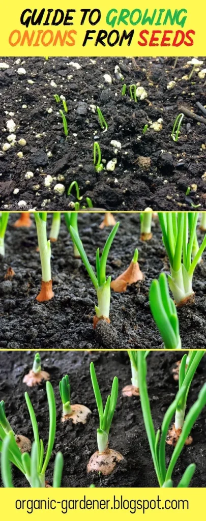 growing onions