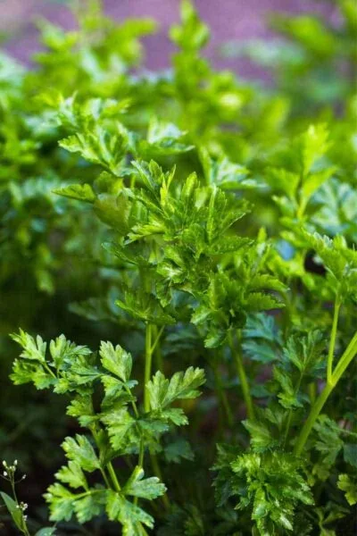 growing parsley