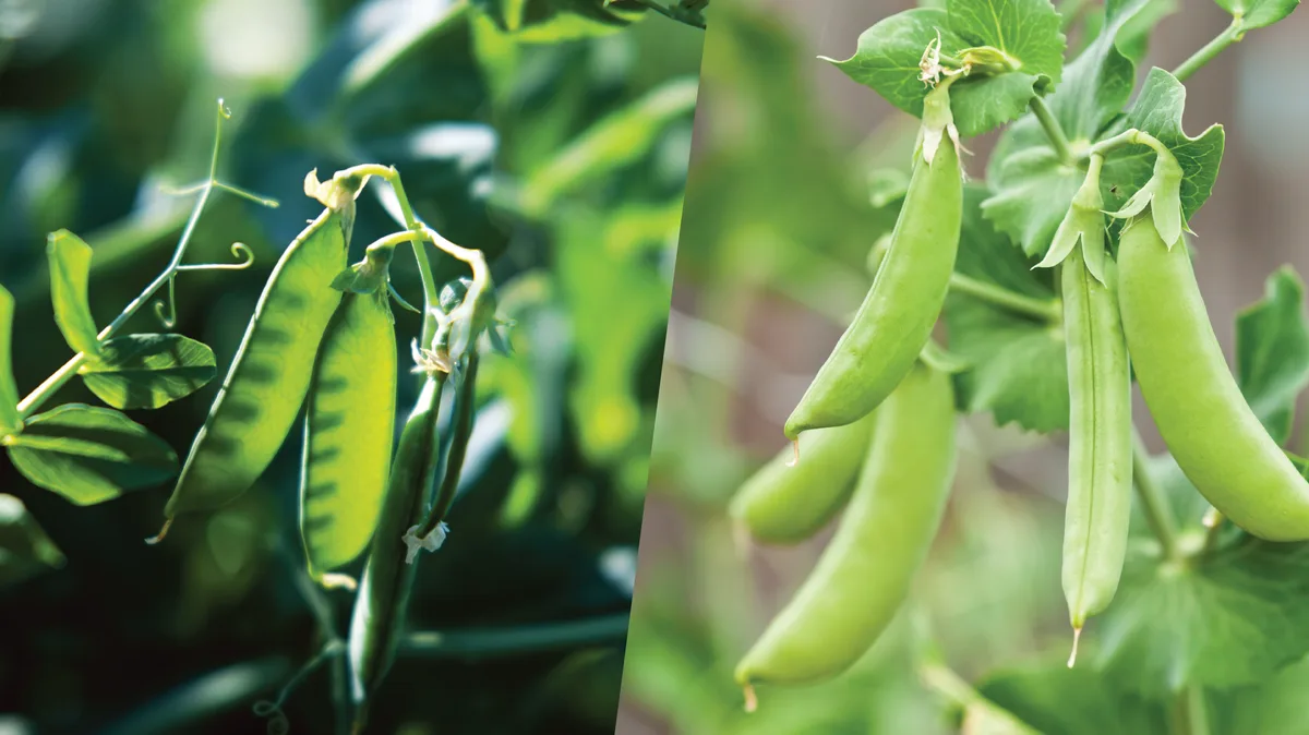 growing peas