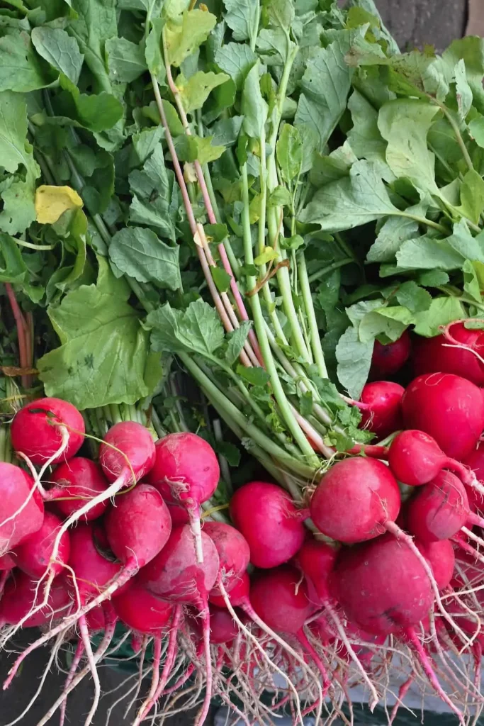 growing radishes