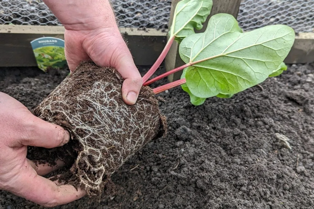 growing rhubarb