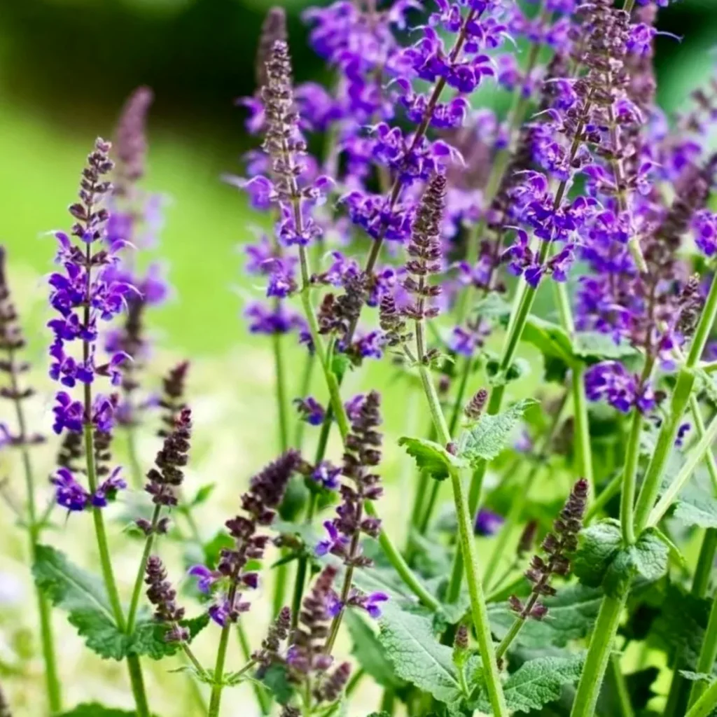 growing sage