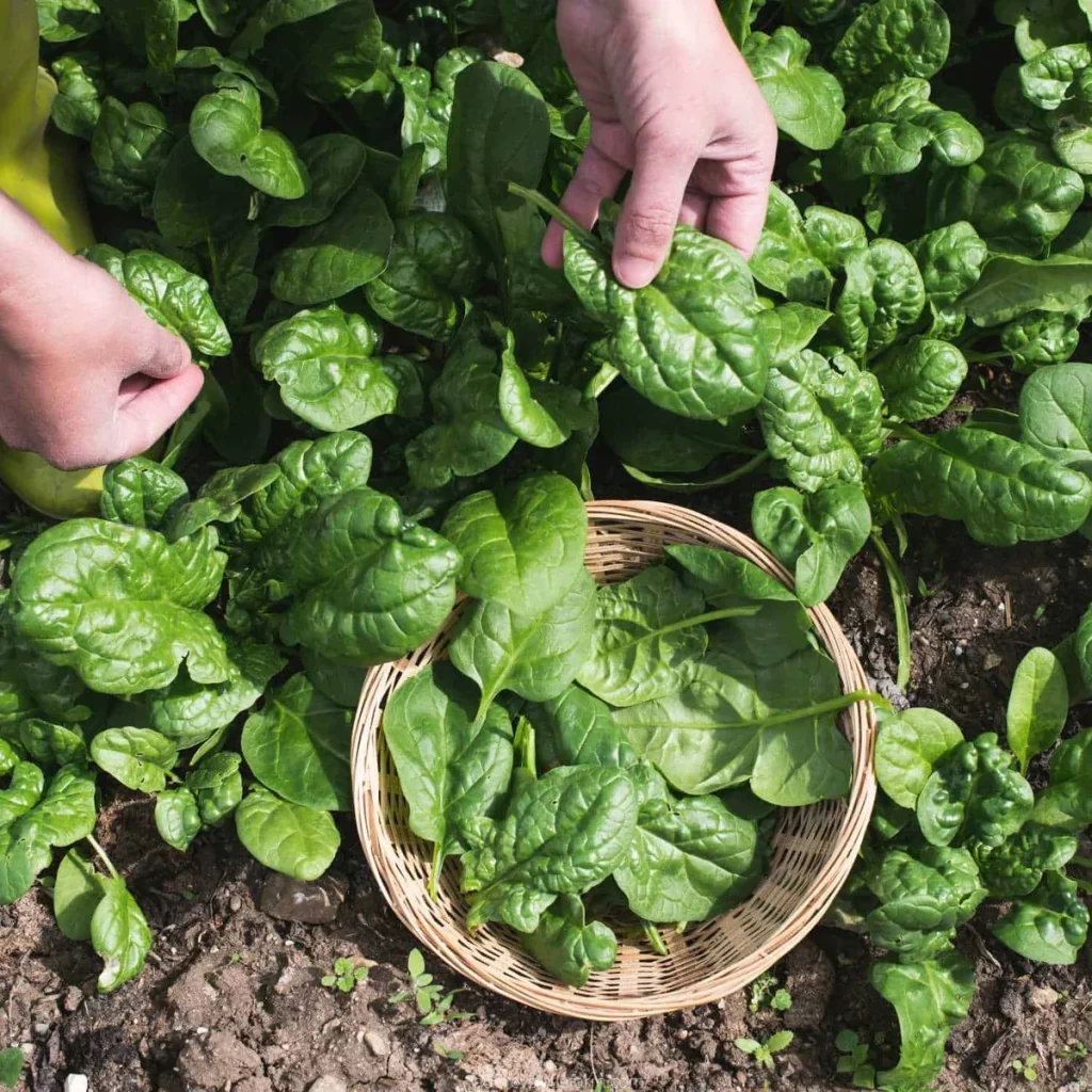 growing spinach