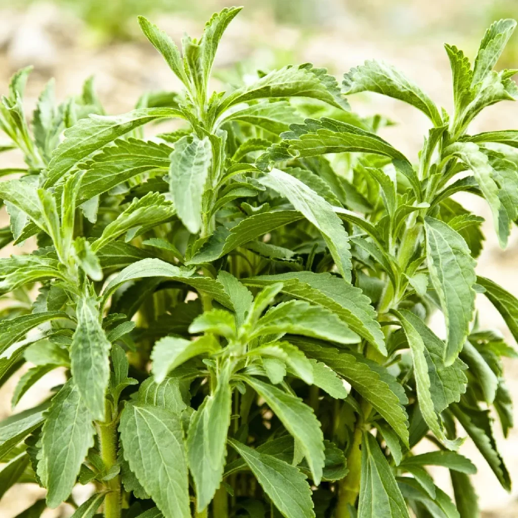 growing stevia