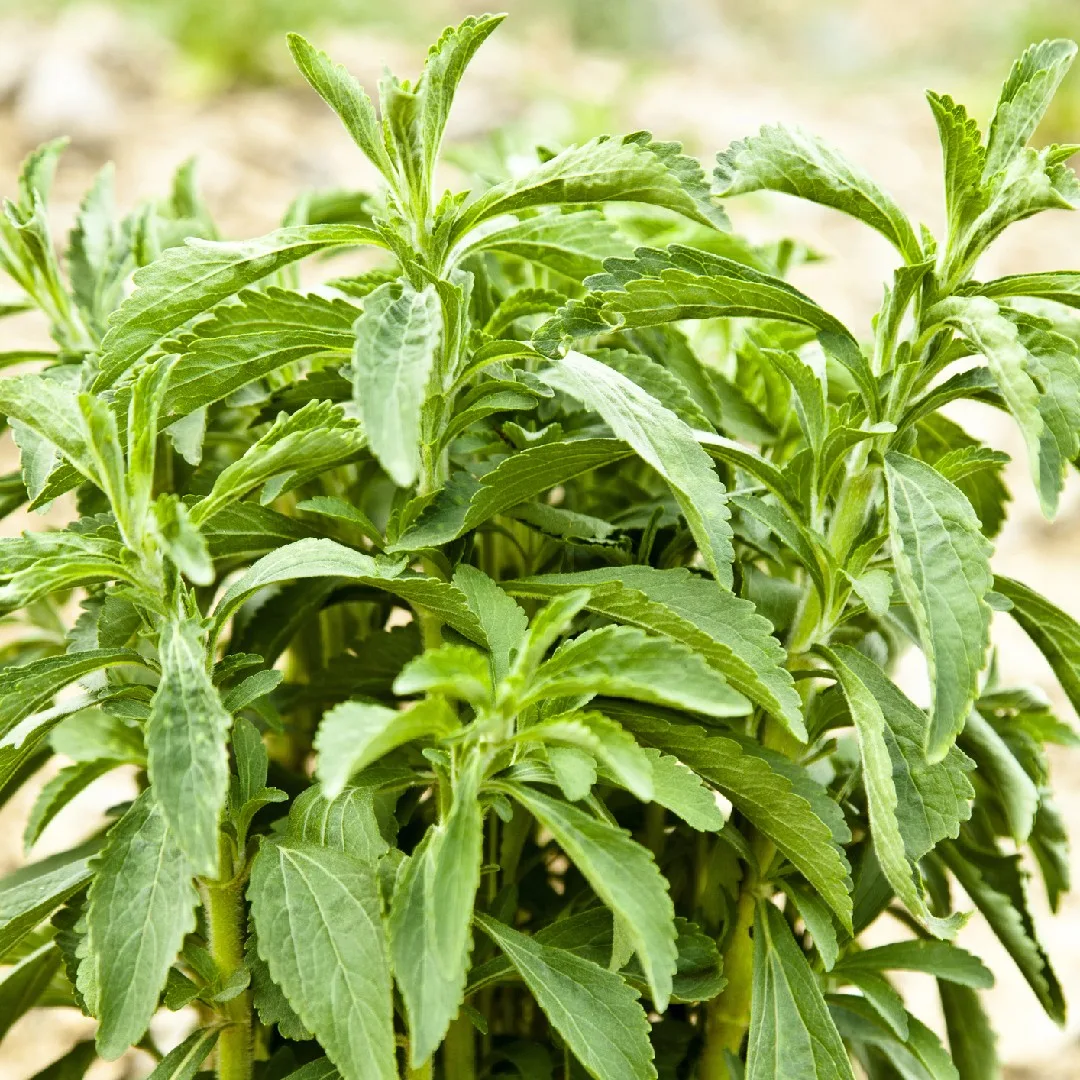 growing stevia