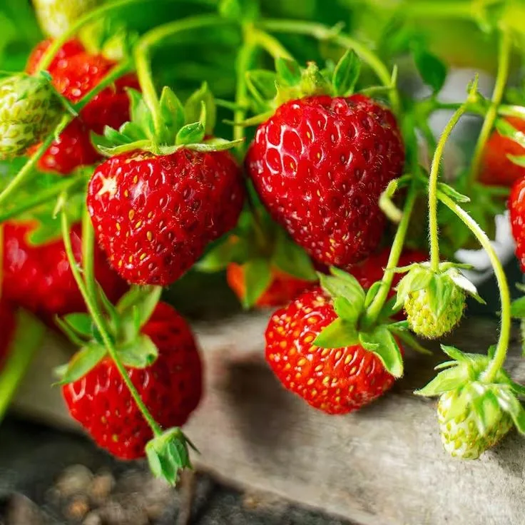 growing strawberries