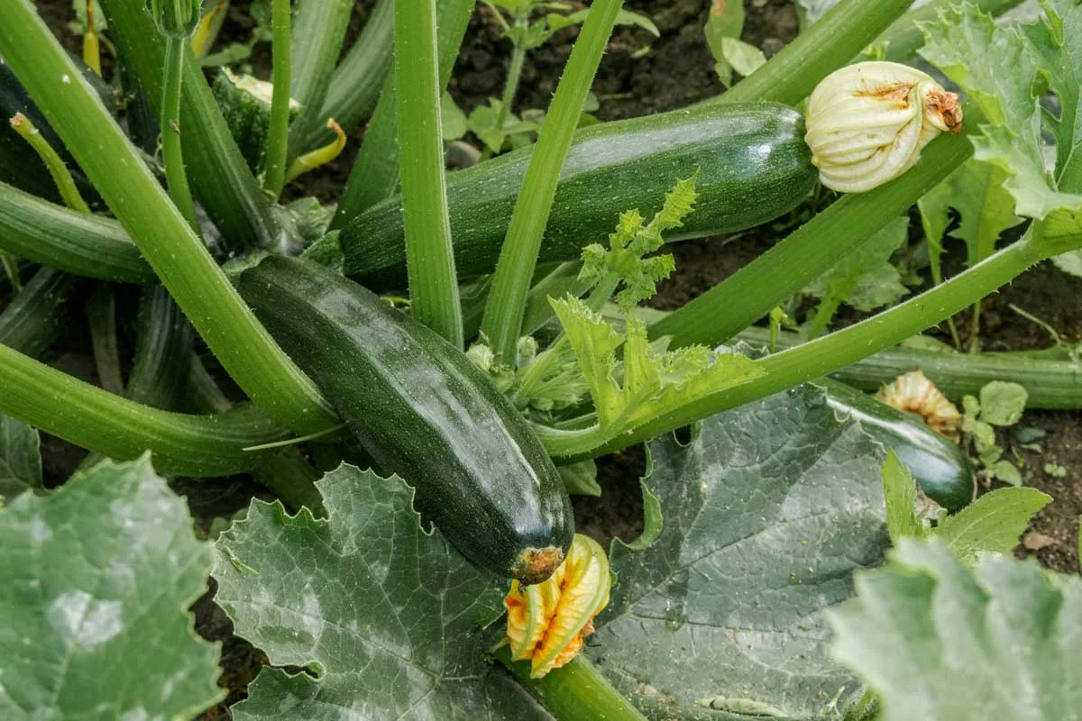 growing summer squash