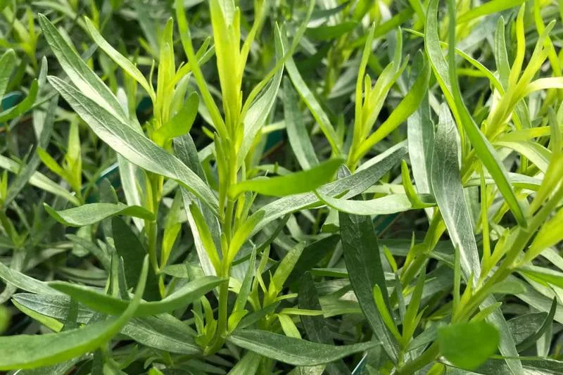growing tarragon