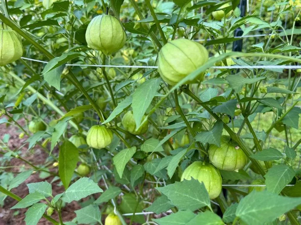 growing tomatillos from seed