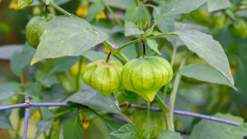 growing tomatillos