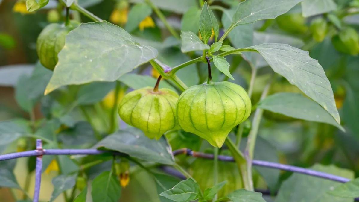 growing tomatillos