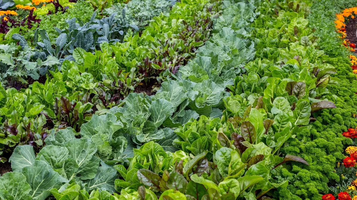 growing vegetables