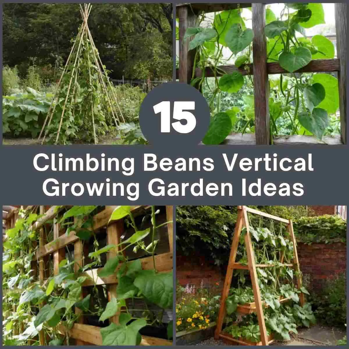 growing vertically