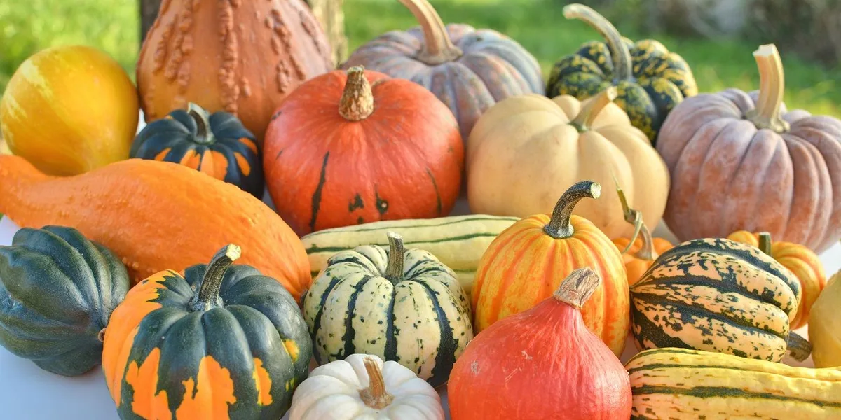 growing winter squash