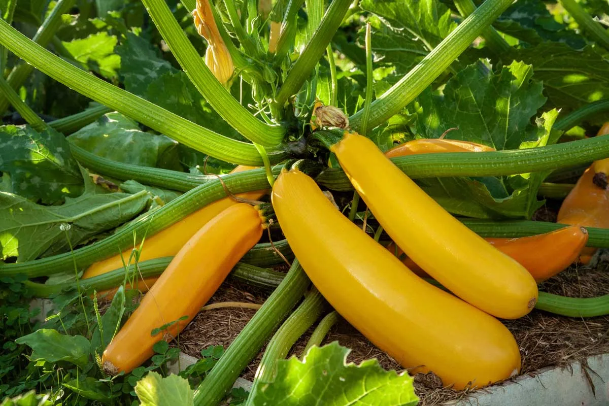 growing zucchini