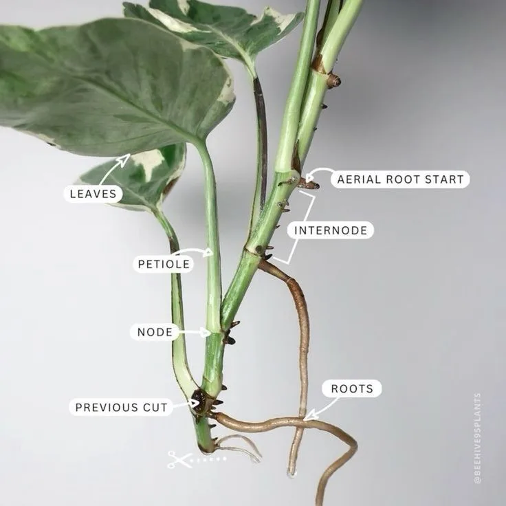 growth node