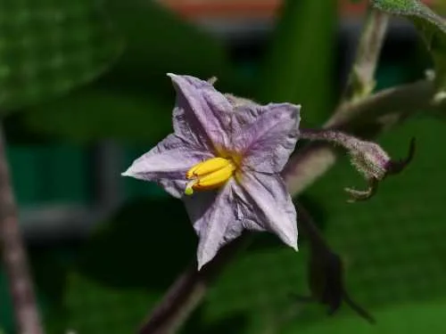 hand pollination