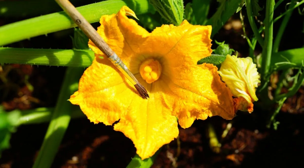 hand pollination technique