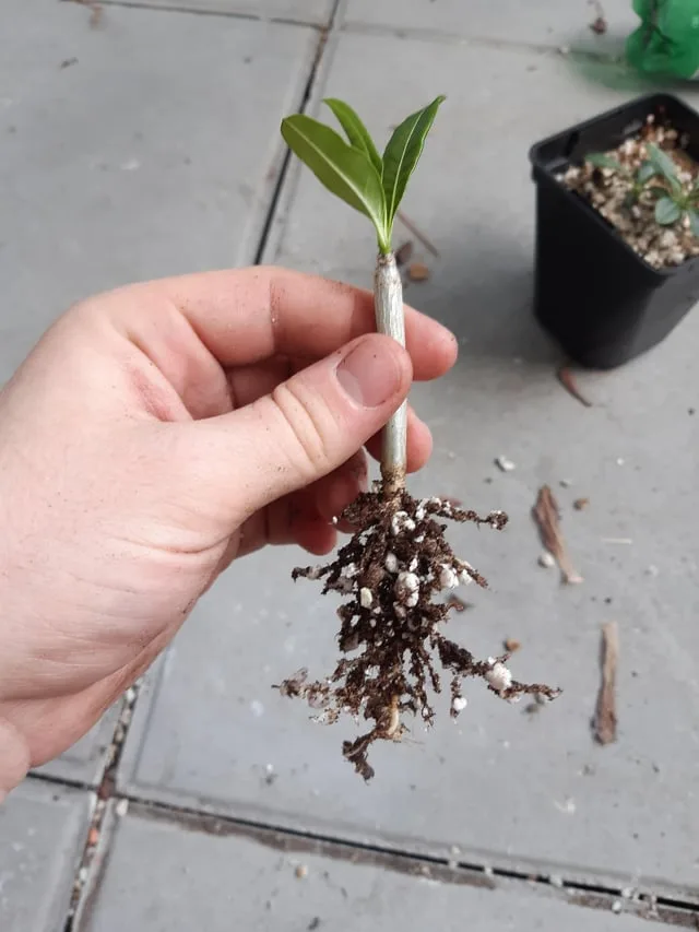 handling seedlings by leaves