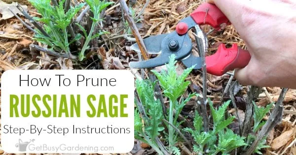 hard pruning