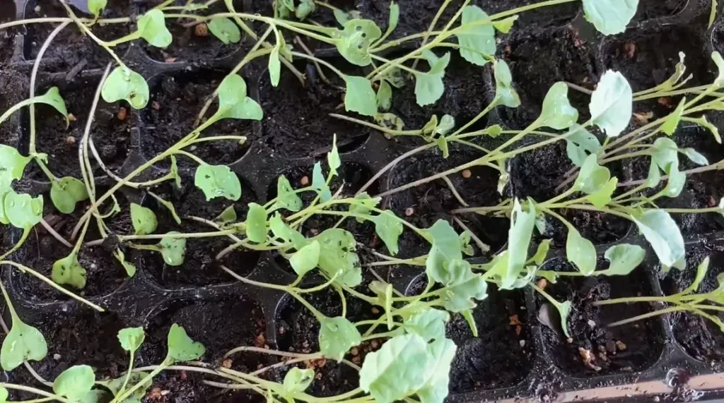 hardening off seedlings
