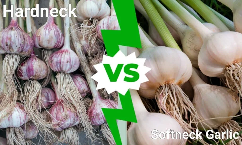 hardneck vs softneck garlic