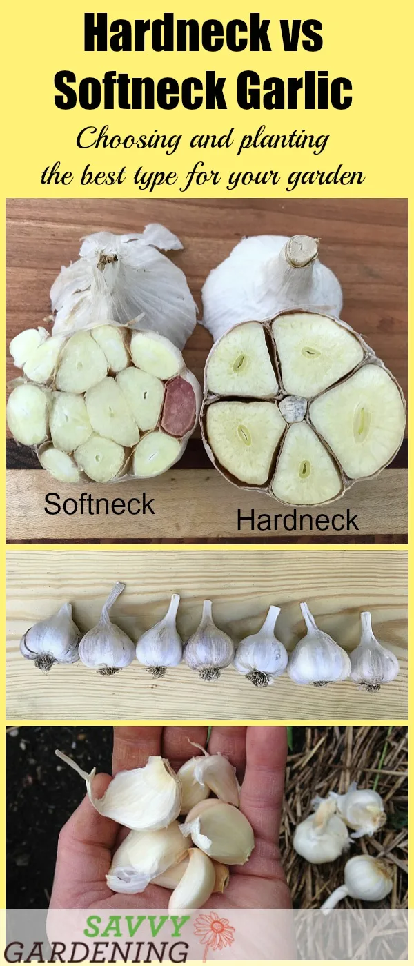 hardneck vs softneck garlic