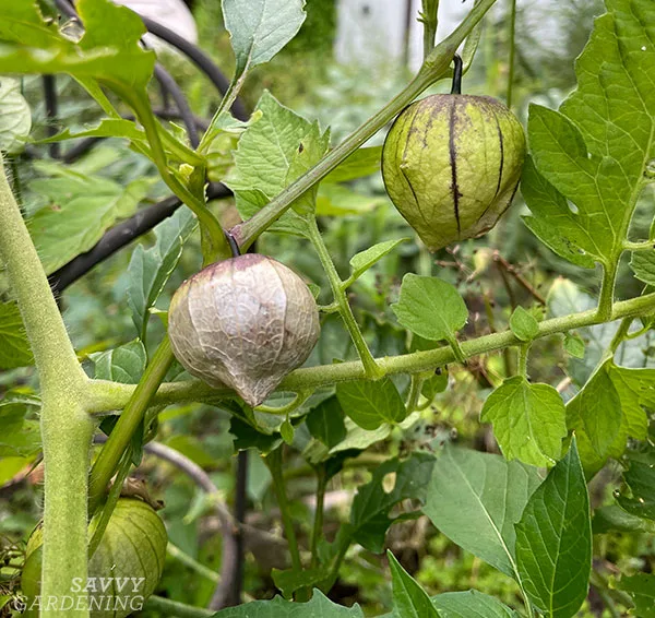harvest tomatillos
