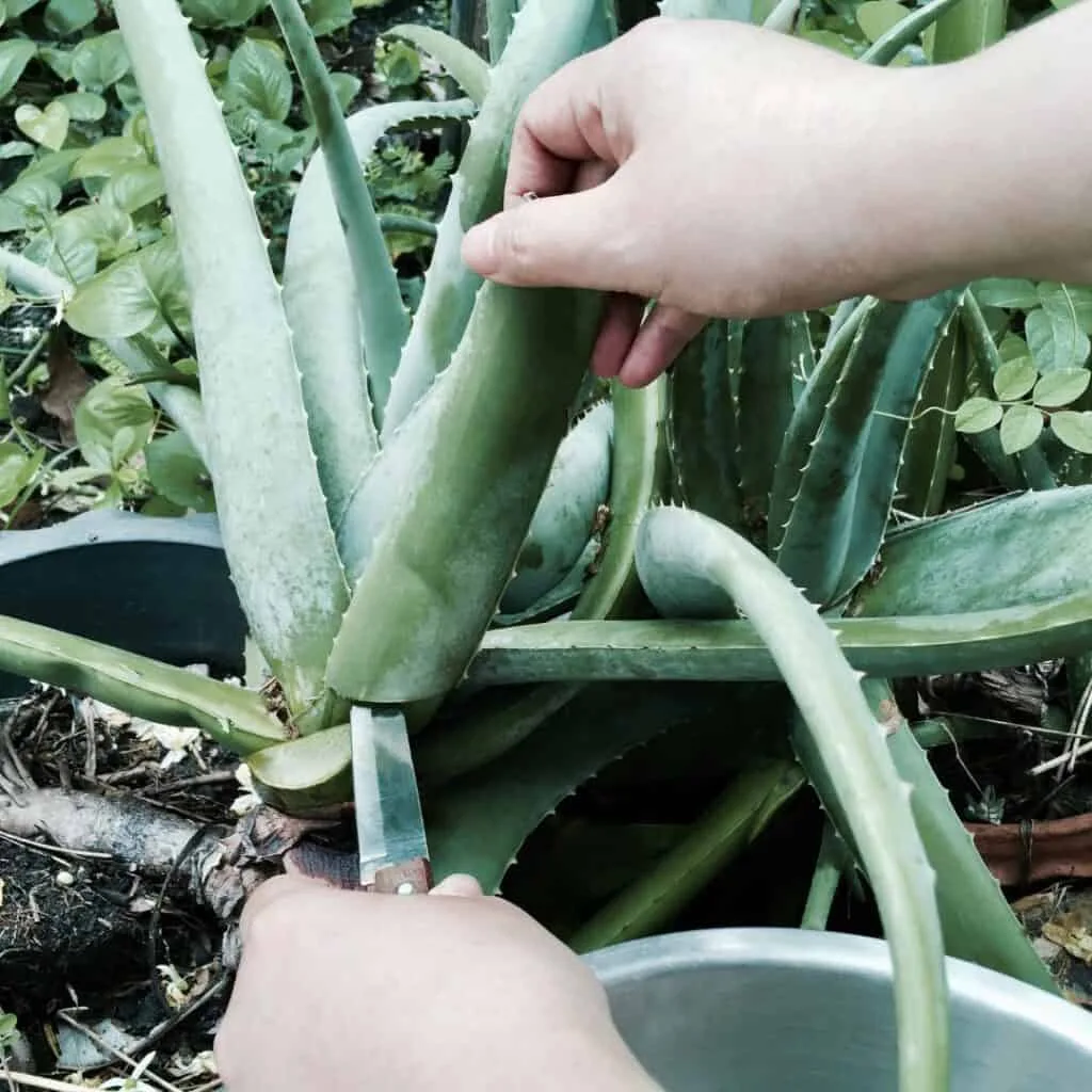 harvesting aloe vera