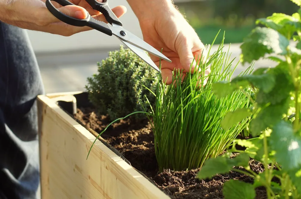harvesting chives