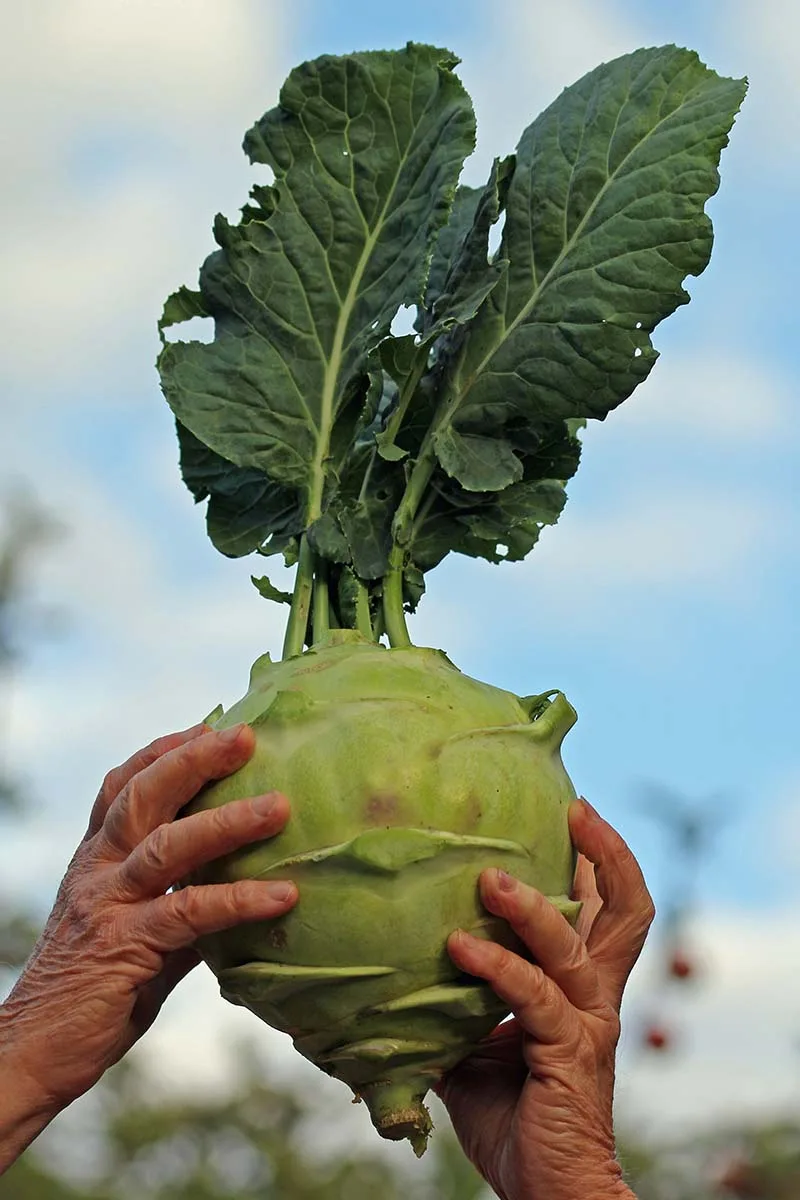harvesting kohlrabi